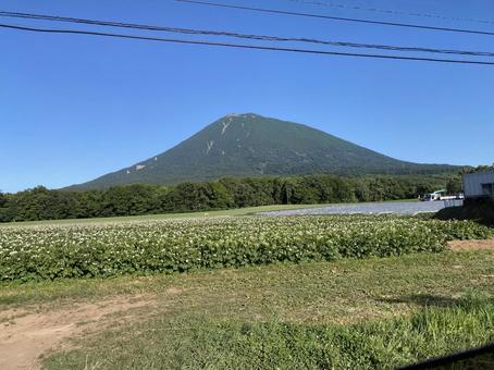 畑と蝦夷富士 畑と蝦夷富士 北海道,山,羊蹄山の写真素材