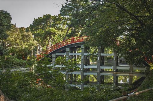 住吉大社 反橋と木々 住吉大社 反橋と木々 住吉大社,住吉,神社の写真素材