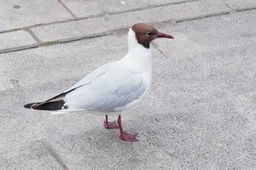 スウェーデンで見かけたカモメ スウェーデンで見かけたカモメ カモメ,鳥,生き物の写真素材