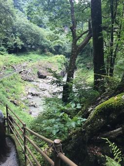 深緑の渓谷 - 静寂の世界 深緑の渓谷 - 静寂の世界の写真