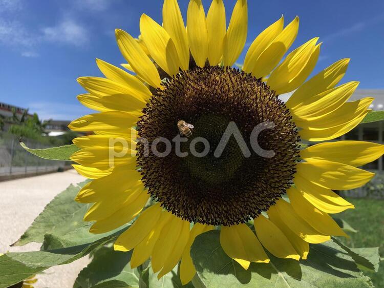 ミツバチとひまわり ひまわり,自然,花の写真素材