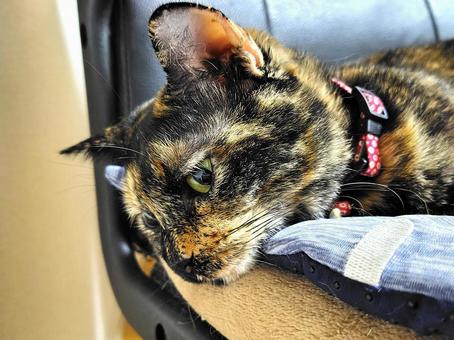 視線落として 猫,サビ猫,ねこの写真素材