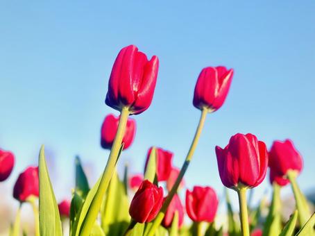 アイスチューリップ チューリップ,花,空と花の写真素材