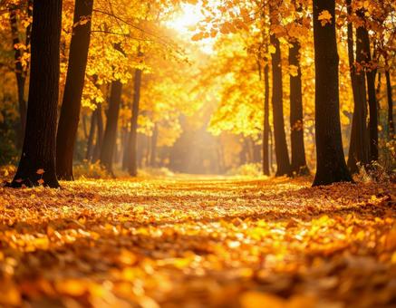 紅葉 秋色に染まった森の中4 紅葉 秋色に染まった森の中4の写真