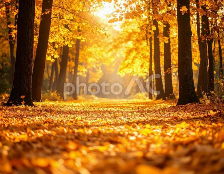 紅葉　秋色に染まった森の中4 紅葉,秋,秋色の写真素材
