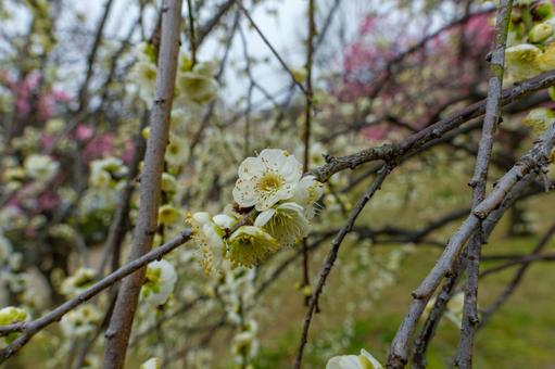 白梅の花咲く早春の枝先 白梅の花咲く早春の枝先 白梅,梅,花の写真素材