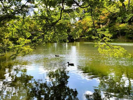 水辺の風景 水辺,風景,カモの写真素材