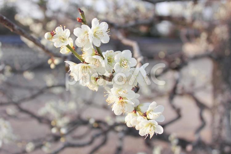 満開の白い梅の花（ヨコ） 梅,白梅,ハナウメの写真素材