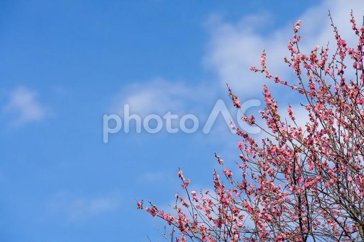 青空を背景にした梅の花 梅,青空,晴れの写真素材