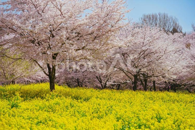 満開の赤城南面千本桜 日本,群馬,前橋の写真素材