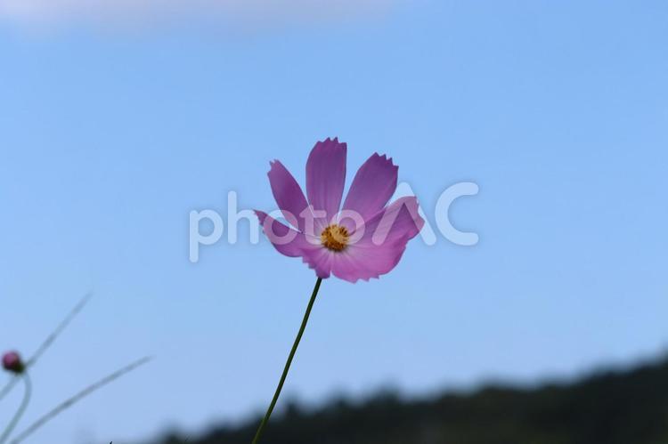 青い秋の空と山並みをバックに浮かぶ秋桜 コスモス,秋桜,花の写真素材