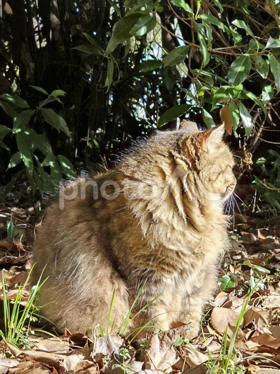 自然の中の地域猫 猫,ネコ,地域猫の写真素材