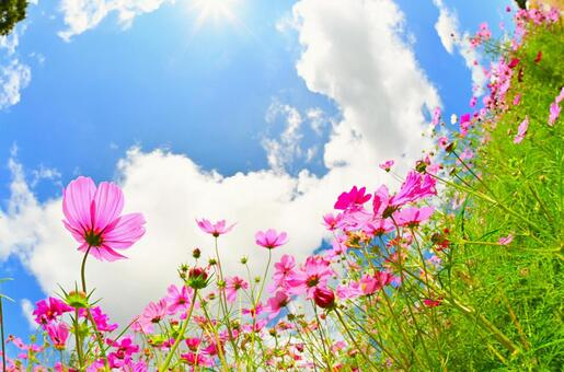 アニメのような秋の鮮やかなコスモス畑 コスモス,アニメ,壁紙の写真素材