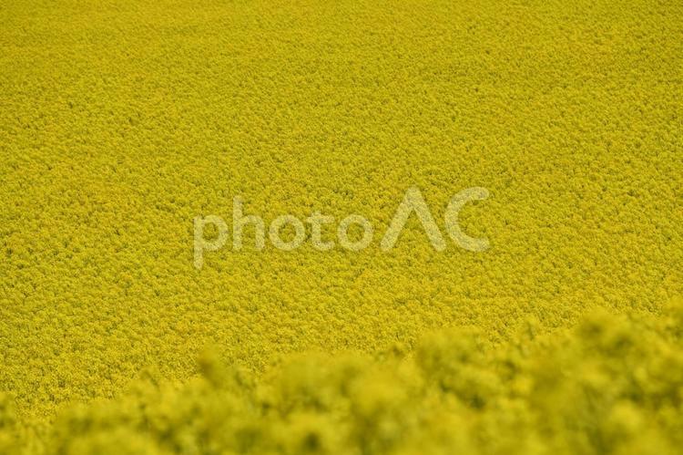 菜の花畑　背景　素材 菜の花,菜の花畑,春の写真素材
