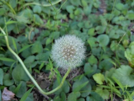 綿毛になったタンポポ 綿毛になったタンポポ タンポポ,綿毛,花の写真素材