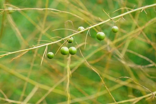 アスパラガスの実 アスパラガスの実 アスパラガス,実,植物の写真素材
