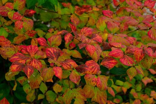 紅葉 紅葉の写真