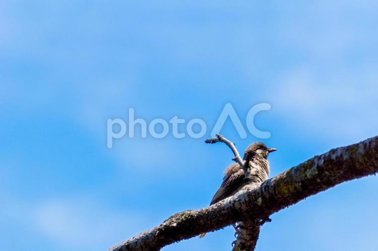 枝にとまるヒヨドリと青空＃２ ヒヨドリ,鵯,鳥の写真素材