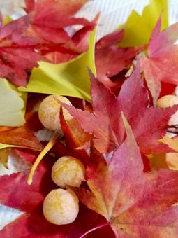 紅葉と銀杏 もみじ,紅葉,かえでの写真素材