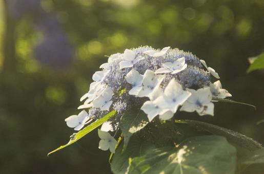 夕方の光の中のアジサイの花 夕方の光の中のアジサイの花の写真