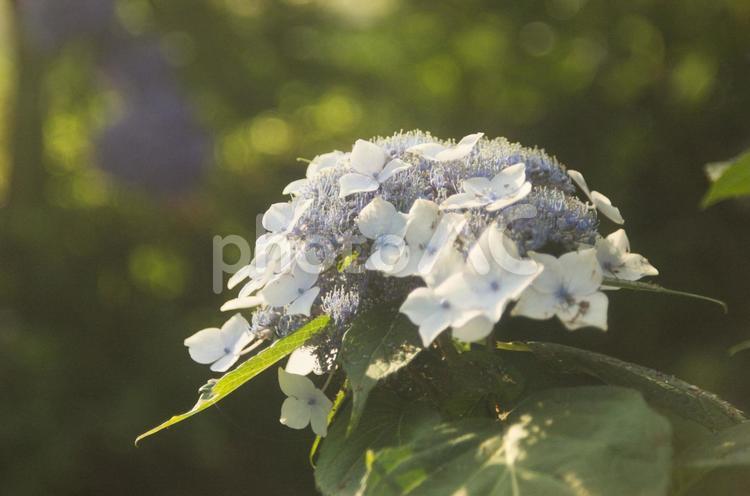 夕方の光の中のアジサイの花 あじさい,ガーデニング,6月の写真素材