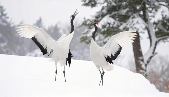 雪の中のツル 雪の中のツルの写真