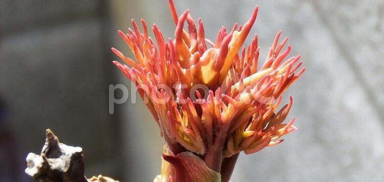 大輪の花が咲く牡丹の新芽 ぼたん,ボタン,庭の写真素材