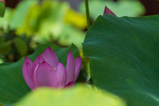 蓮の花と緑の葉 蓮の花と緑の葉の写真