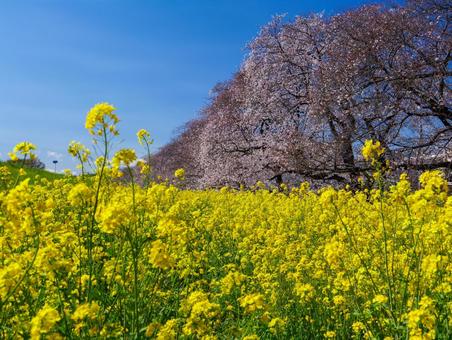 熊谷桜堤の桜 熊谷桜堤の桜の写真