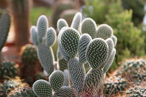 Photo, cactus, green, landscape, 