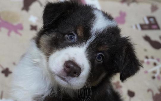 ボーダーコリーの赤ちゃん ボーダーコリー,赤ちゃん,子犬の写真素材