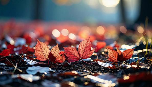 落葉した赤い紅葉いっぱいの地面 落葉した赤い紅葉いっぱいの地面の写真