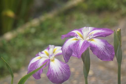 花菖蒲 花菖蒲の写真
