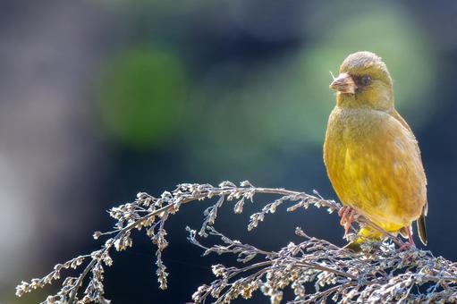 A siskin perched on a branch - copy space, kawarahiga, wild bird, bird, JPG