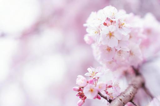 ふんわりとした桜の花びらの写真