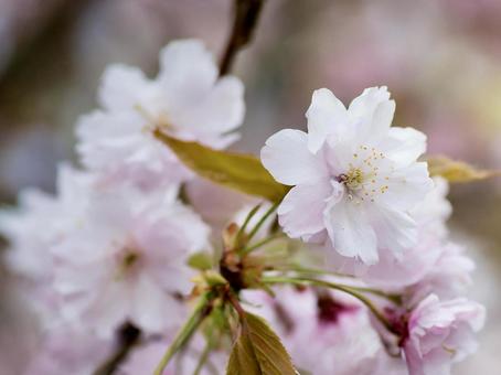 桜の花びら 春 桜の花びら 春の写真