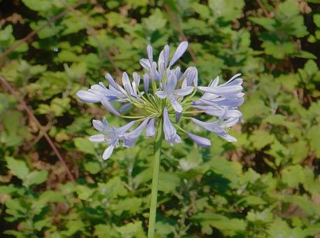 Photo, agapanthus, purple clam, blue, 