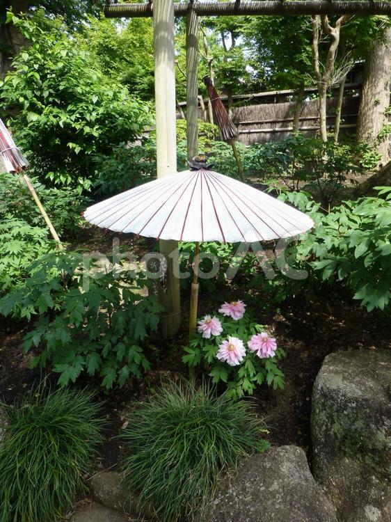 鎌倉の鶴岡八幡宮ぼたん園その１ ぼたん,花,植物の写真素材