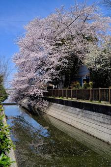 桜 桜の写真