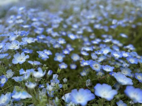 Blue Flower, JPG