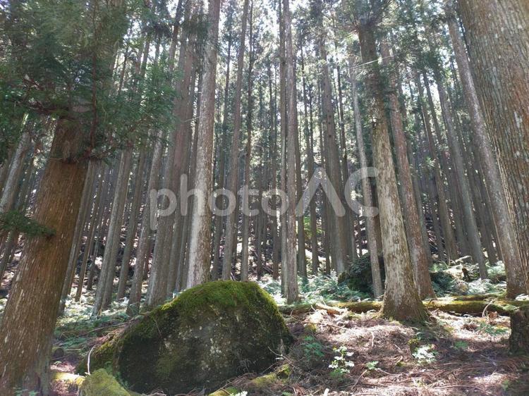 苔むした大岩と杉桧の森 杉,桧,檜の写真素材