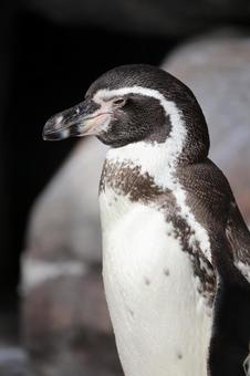 フンボルトペンギン フンボルトペンギンの写真