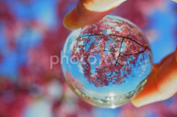 ガラスボールの中の桜 ガラス玉,桜,春の写真素材