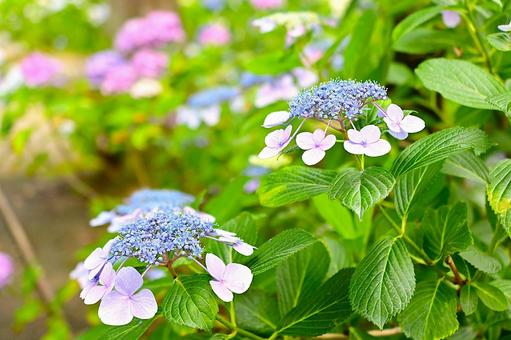 Light blue hydrangeas blooming in the rainy season sky, JPG