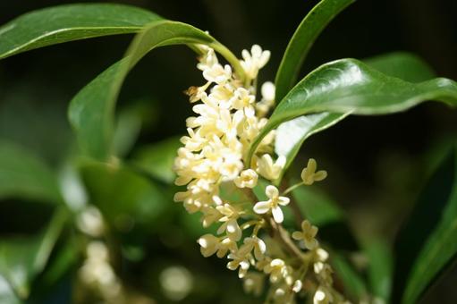 ギンモクセイ 銀木犀,花,秋の写真素材