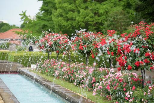 Rose and fountain garden, JPG Rose and fountain garden, JPG