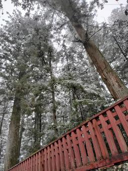 冬の日光東照宮 冬の日光東照宮 木々,雪,参道の写真素材