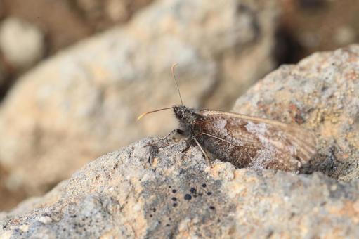 ダイセツタカネヒカゲの写真