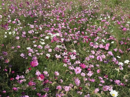 コスモスの花 コスモス,秋桜,自然の写真素材