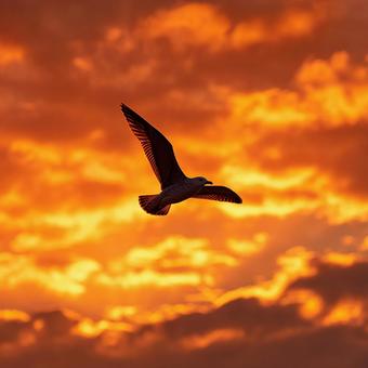 グラデーションの空、鳥のシルエット グラデーションの空、鳥のシルエットの写真